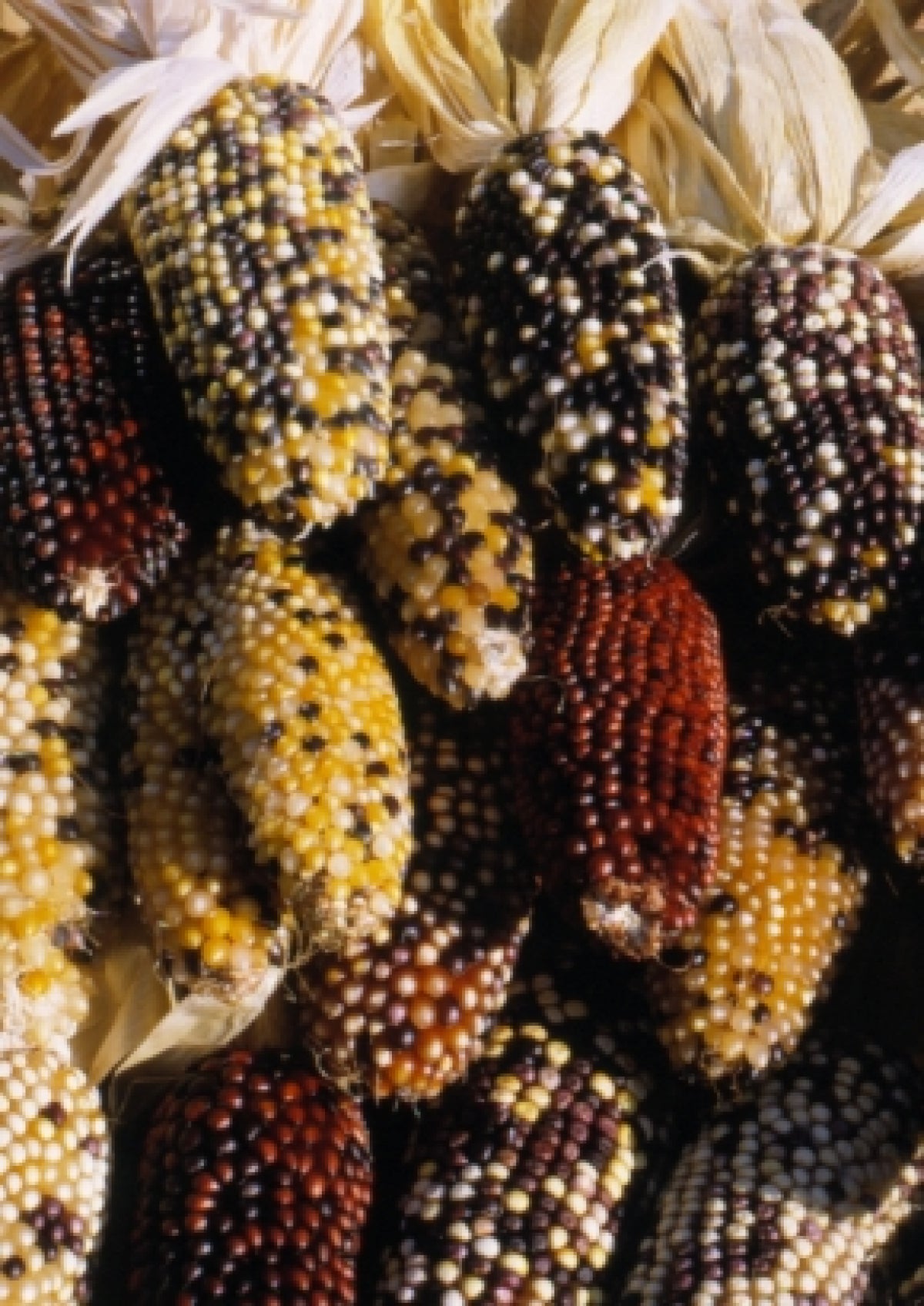 Ziermais Indian Berries