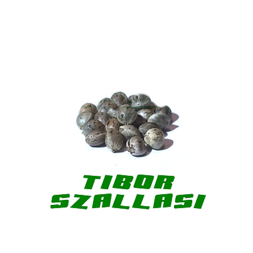 Hanfsamen Tiborszallasi 25Stk