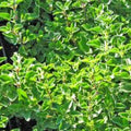 Griechischer Oregano