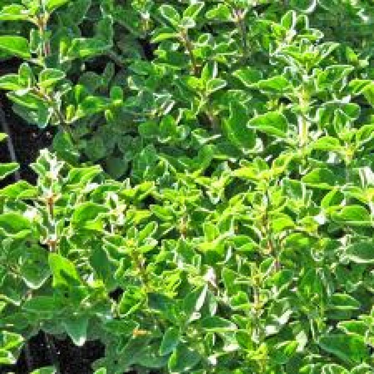 Griechischer Oregano
