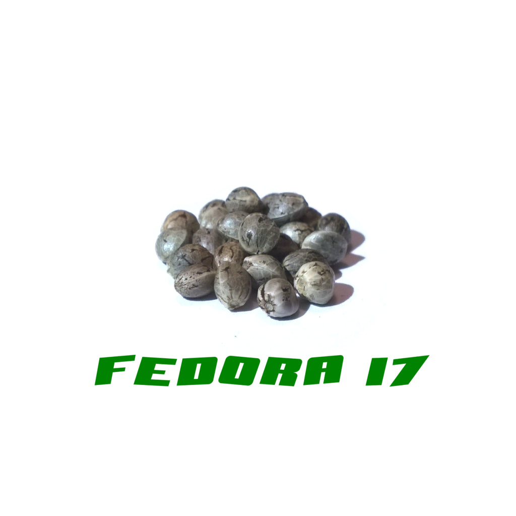 Hanfsamen Fedora 17