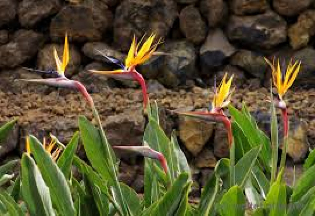 Paradiesvogelblume