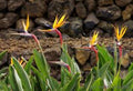 Paradiesvogelblume