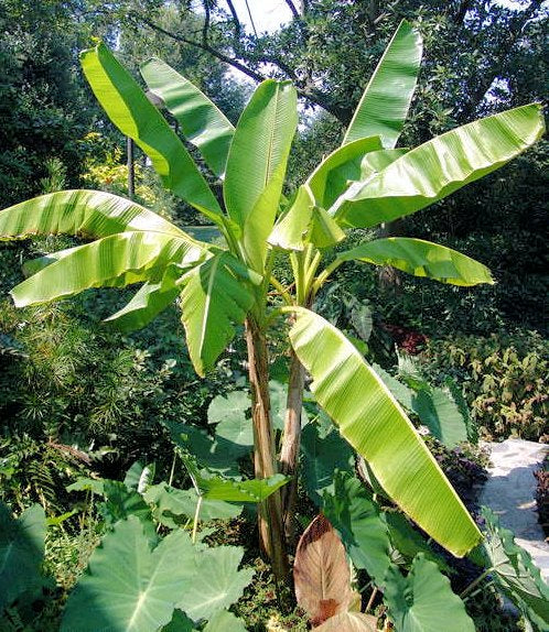 Darjeeling Banane