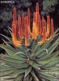 Tropica Feuer Aloe