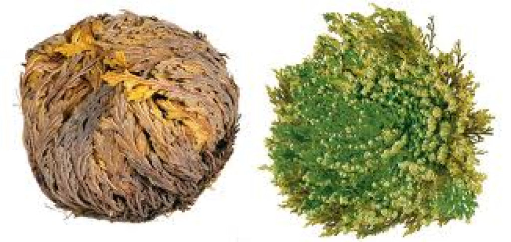 Rose von Jericho