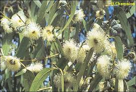 Eucalyptus