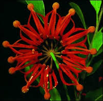 Tropica Australischer Feuerradbaum