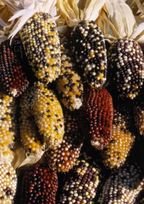 Ziermais Indian Berries