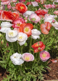 Klatschmohn - Seidenmohn