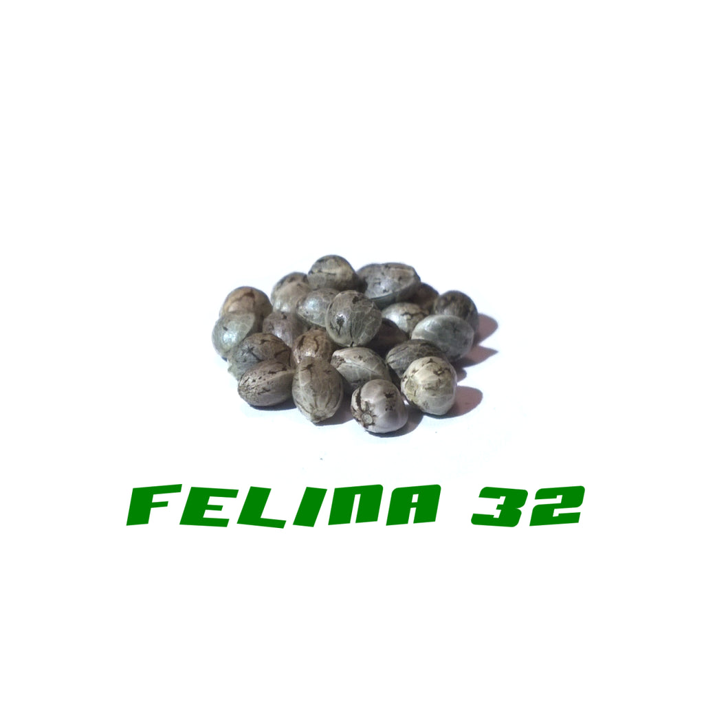 Hanfsamen Felina 32