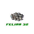 Hanfsamen Felina 32