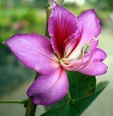 Tropica Orchideen Baum