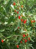 Tibet Goji Beere