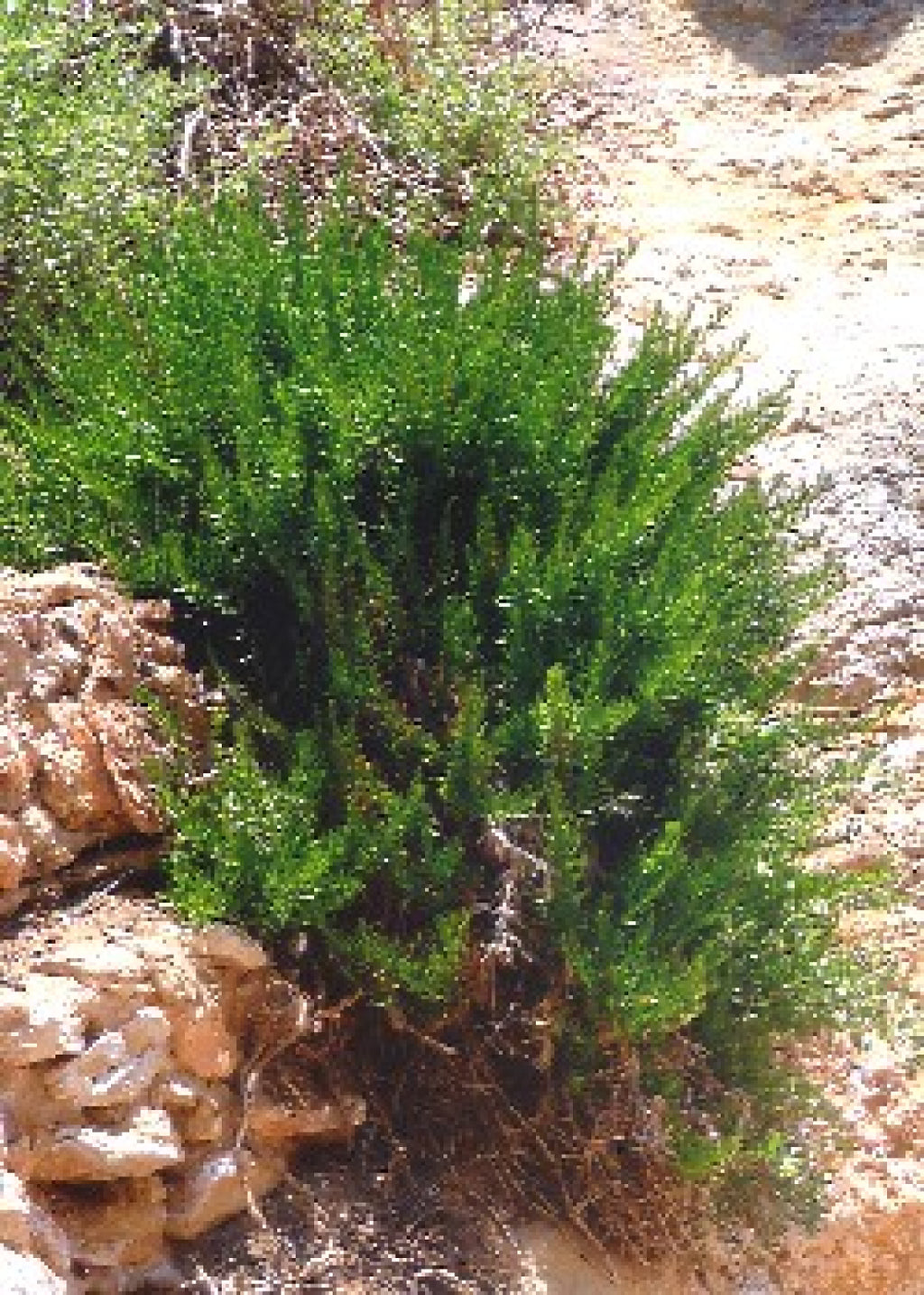 Echter Rosmarin Provence