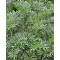 Absinth - Wermut (Artemisia absinthum)