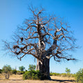 Tropica Affenbrotbaum Adansonia Digitata