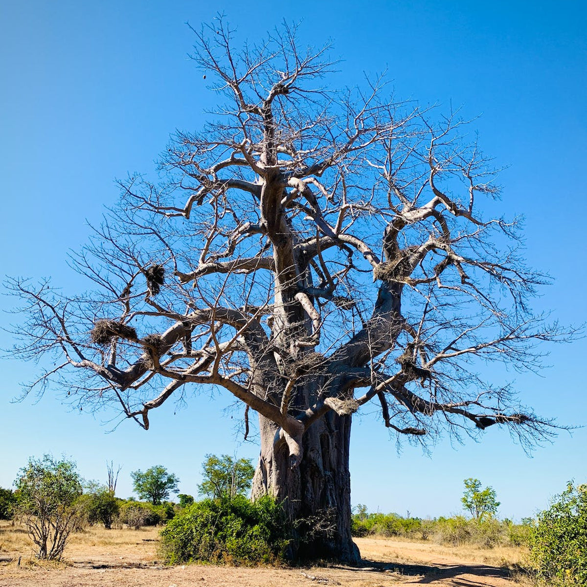 Tropica Affenbrotbaum Adansonia Digitata