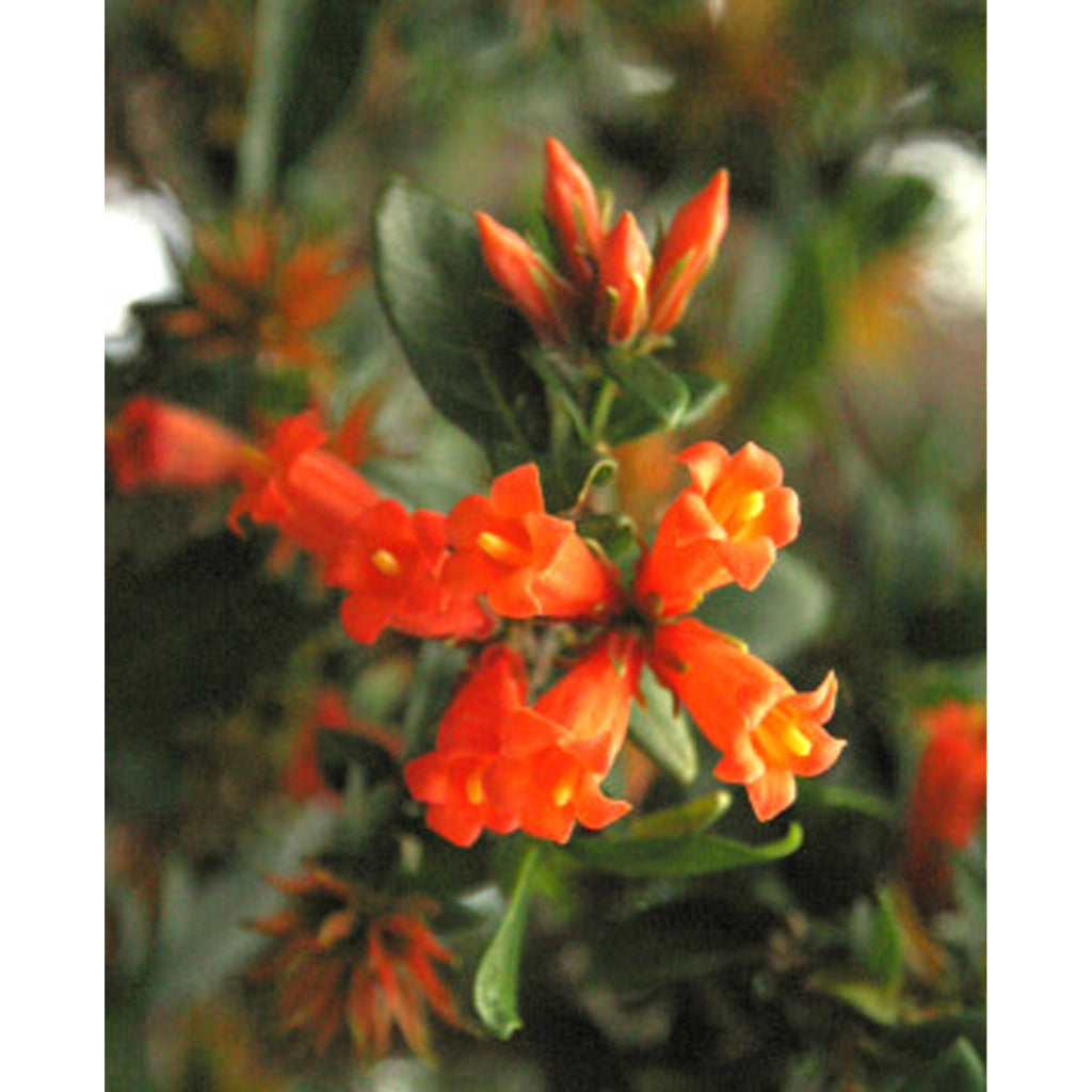 Tropica Afrikanischer Granatapfel  (Burchellia Bubalina)