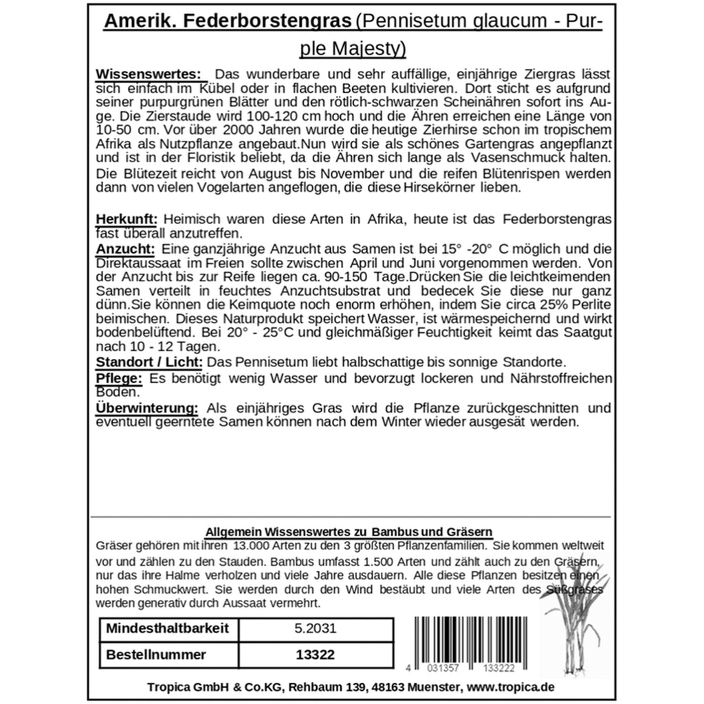 Tropica Amerikanisches Federborstengras Pennisetum glaucum