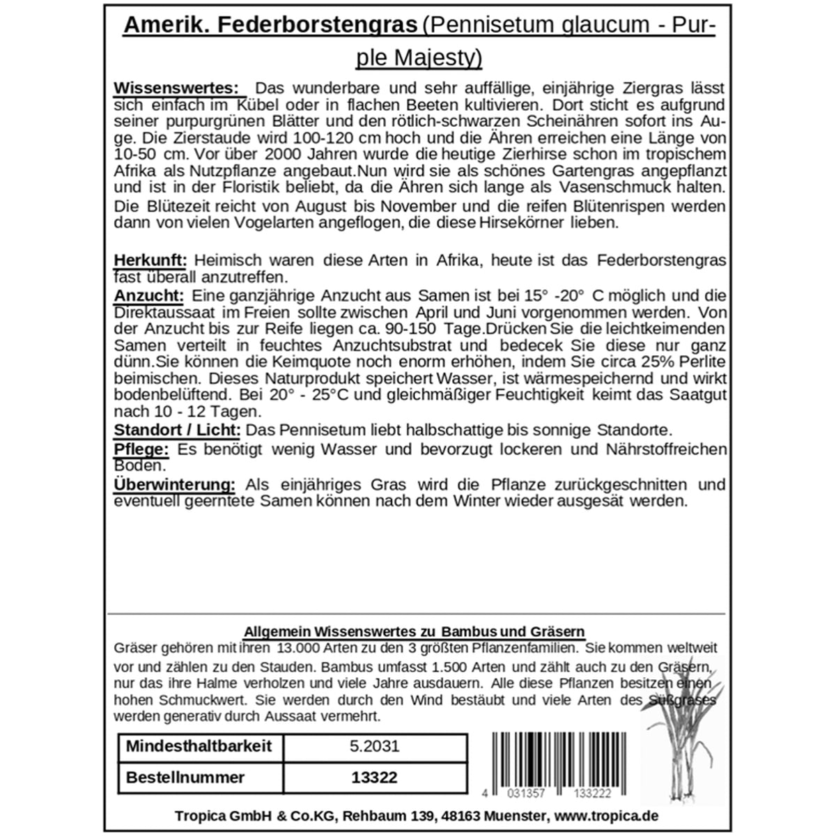 Tropica Amerikanisches Federborstengras Pennisetum glaucum