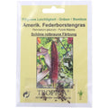 Tropica Amerikanisches Federborstengras Pennisetum glaucum