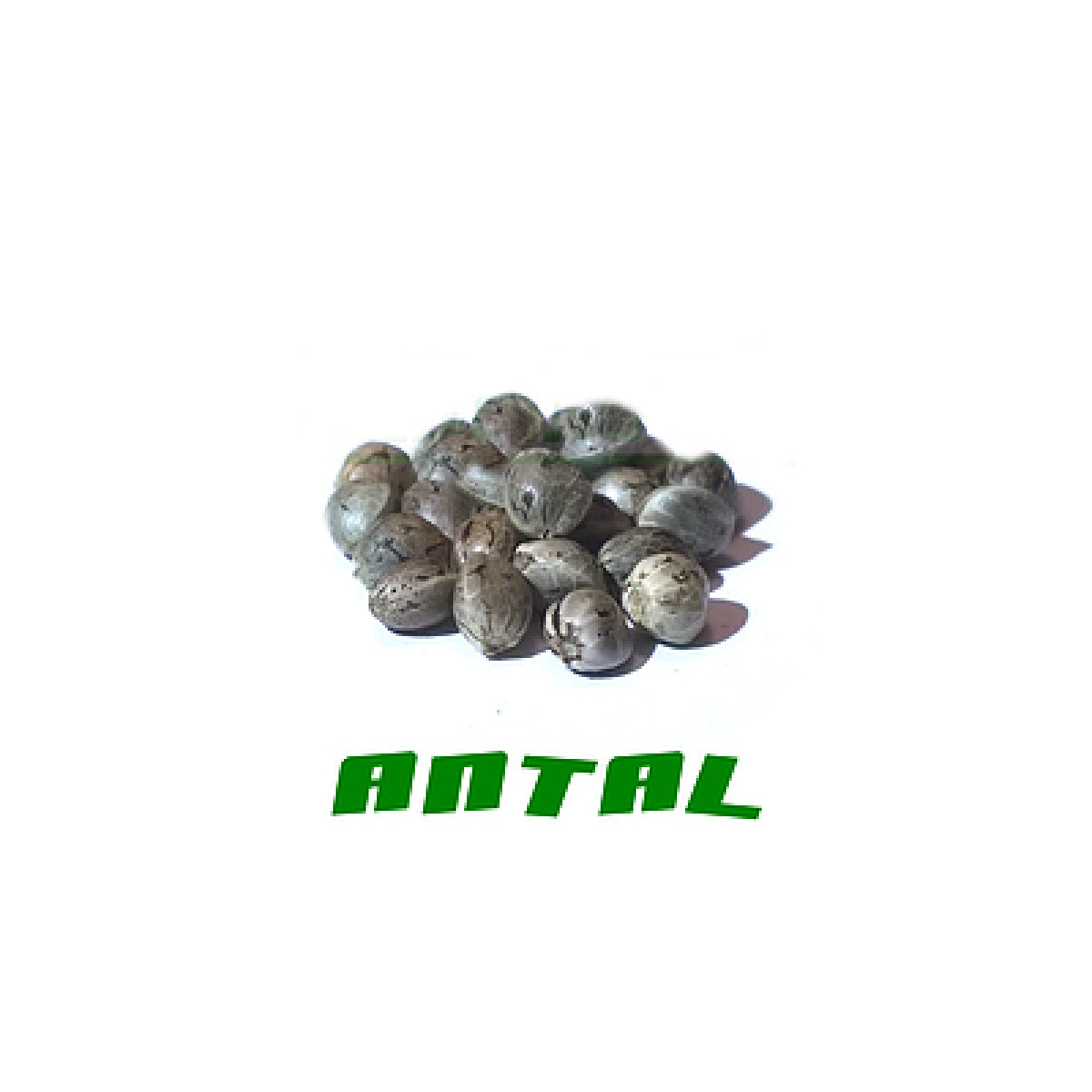 Hanfsamen Antal 25Stk