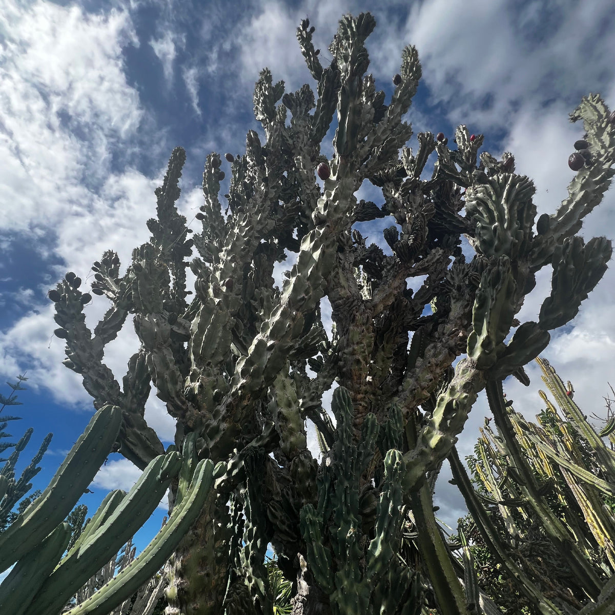 Tropica Kakteen - Apple Cactus - Monstrosus (Cereus peruvianus var.) - 20 Samen