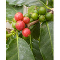 Tropica Arabica Hochlandkaffee (Coffea Arabica)