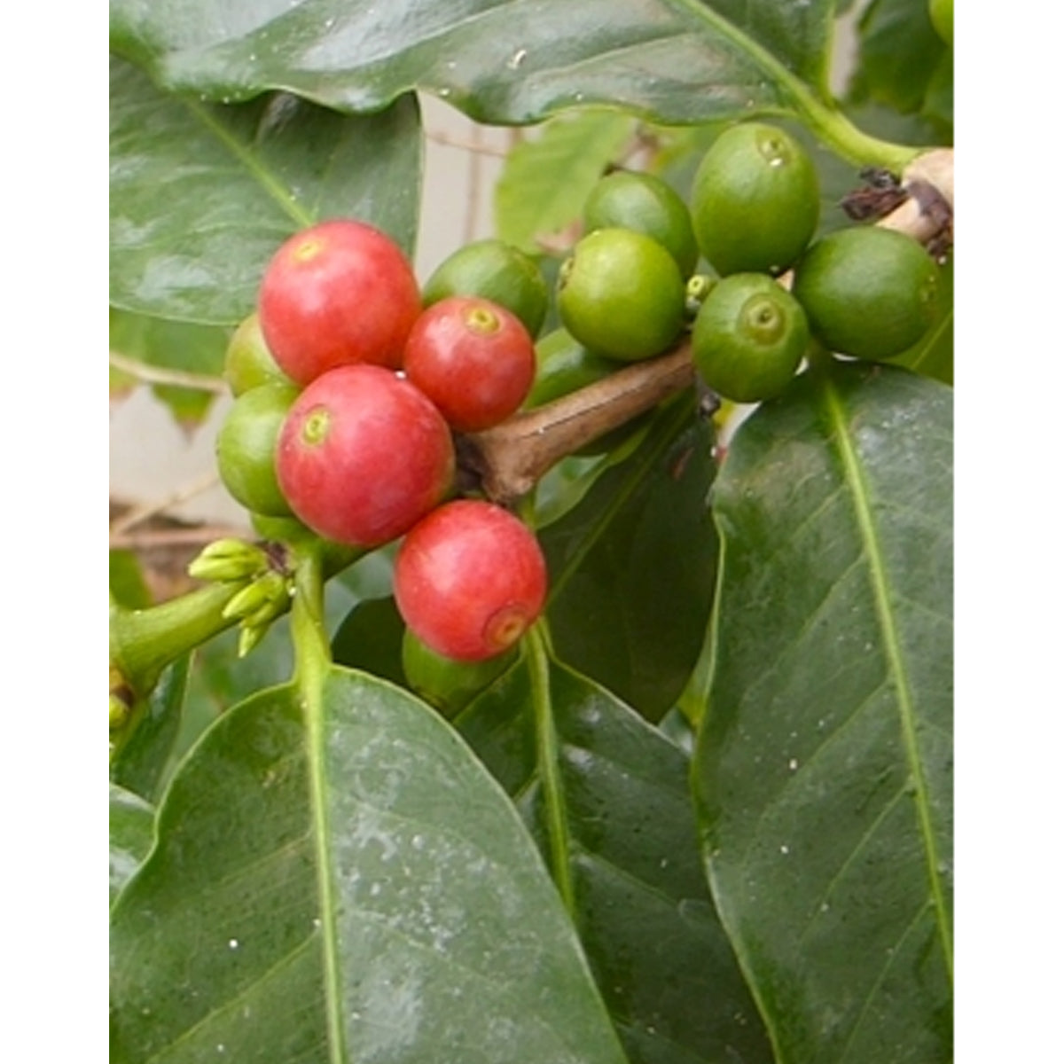 Tropica Arabica Hochlandkaffee (Coffea Arabica)