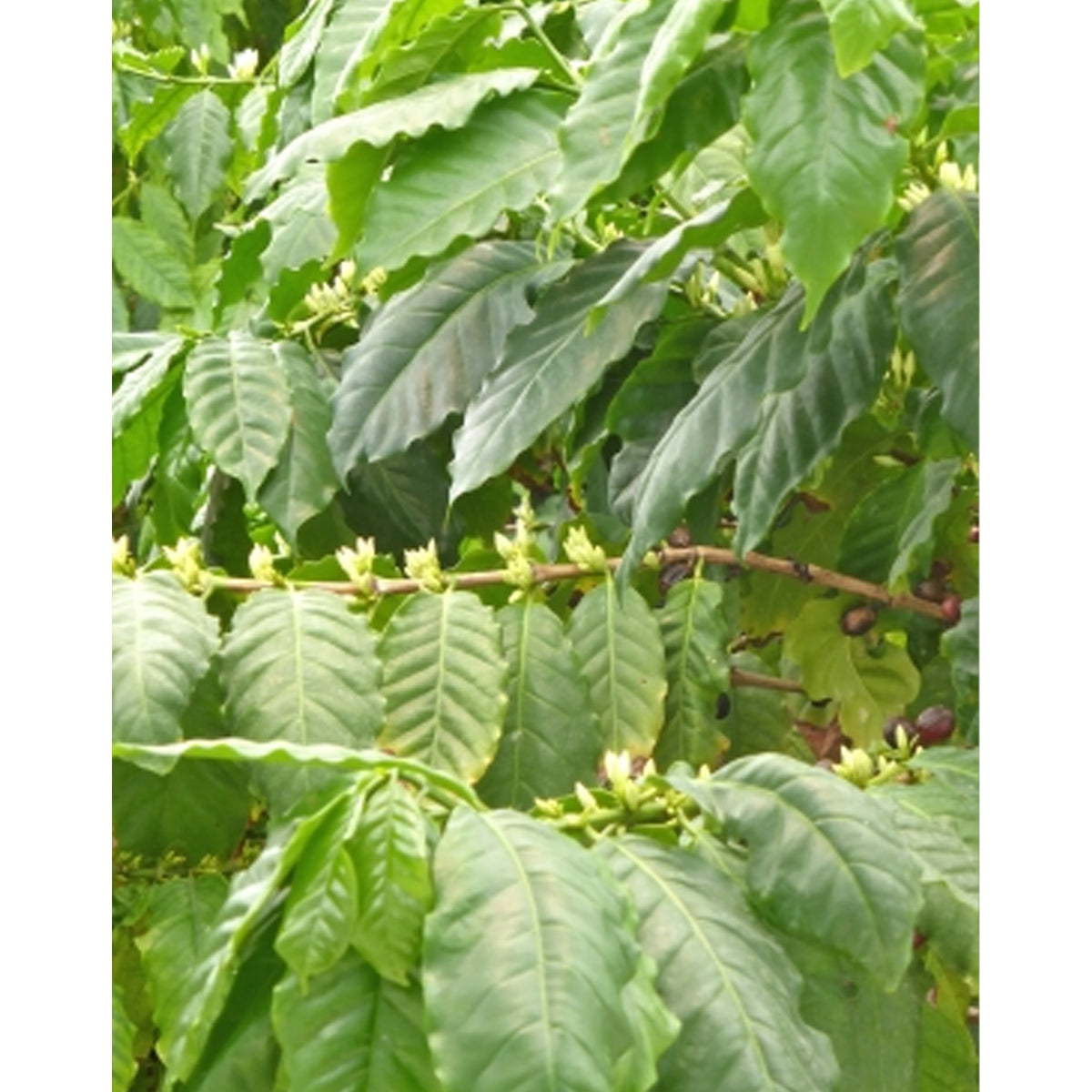 Tropica Arabica Hochlandkaffee (Coffea Arabica)