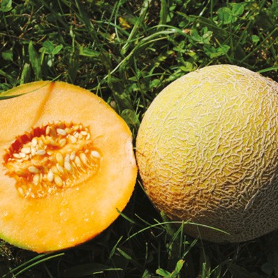 Zuckermelone Benary's Zuckerkugel