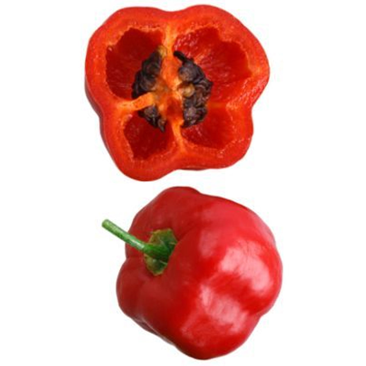 Baumchili- Rocoto ( Capsicum pubescens ) - 10 Korn