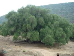 Tropica Öl Baum