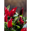 Chili - Birds-Eye ( Capsicum frutescens )