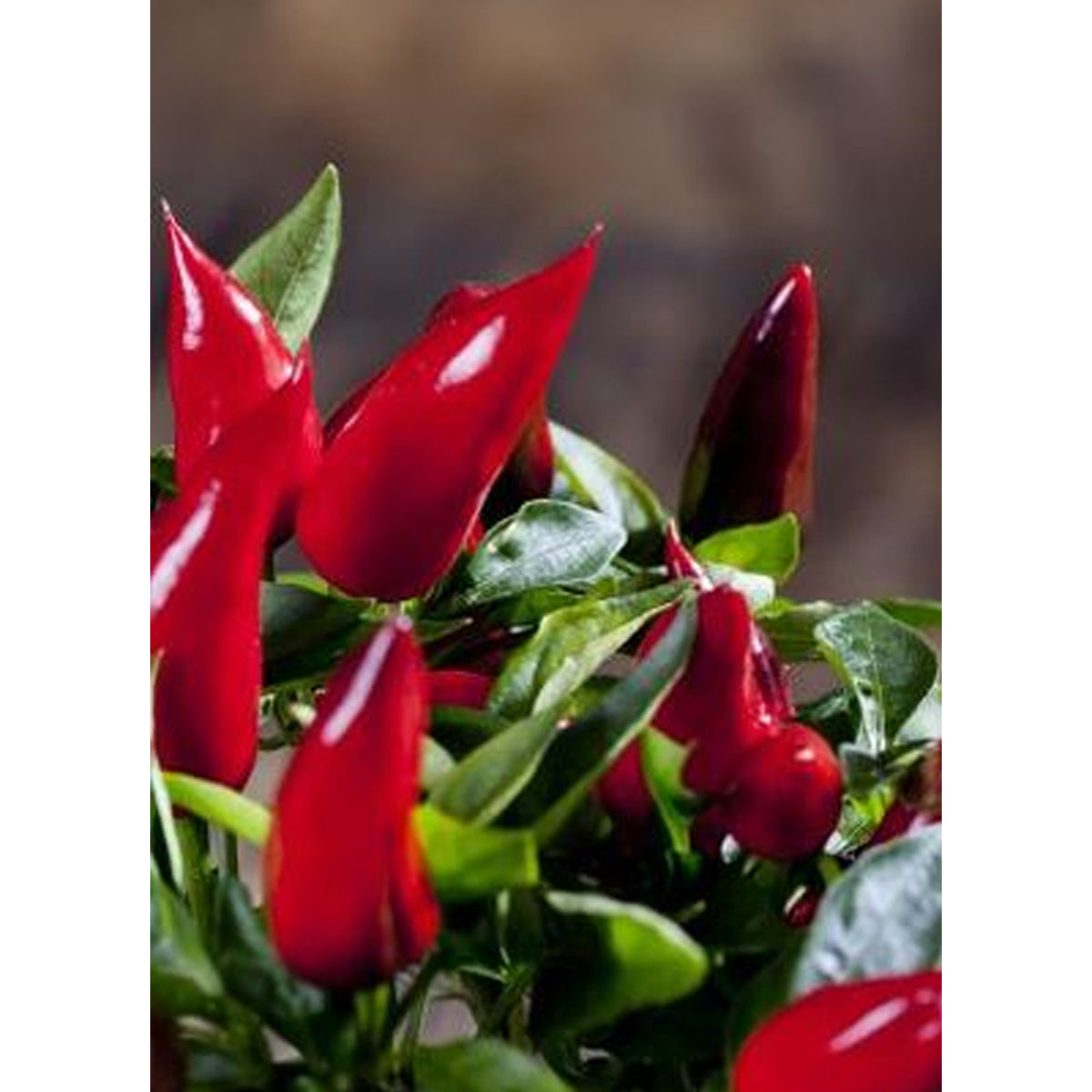 Chili - Birds-Eye ( Capsicum frutescens )