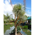 Tropica Blaue Yucca (Yucca Rostrata)