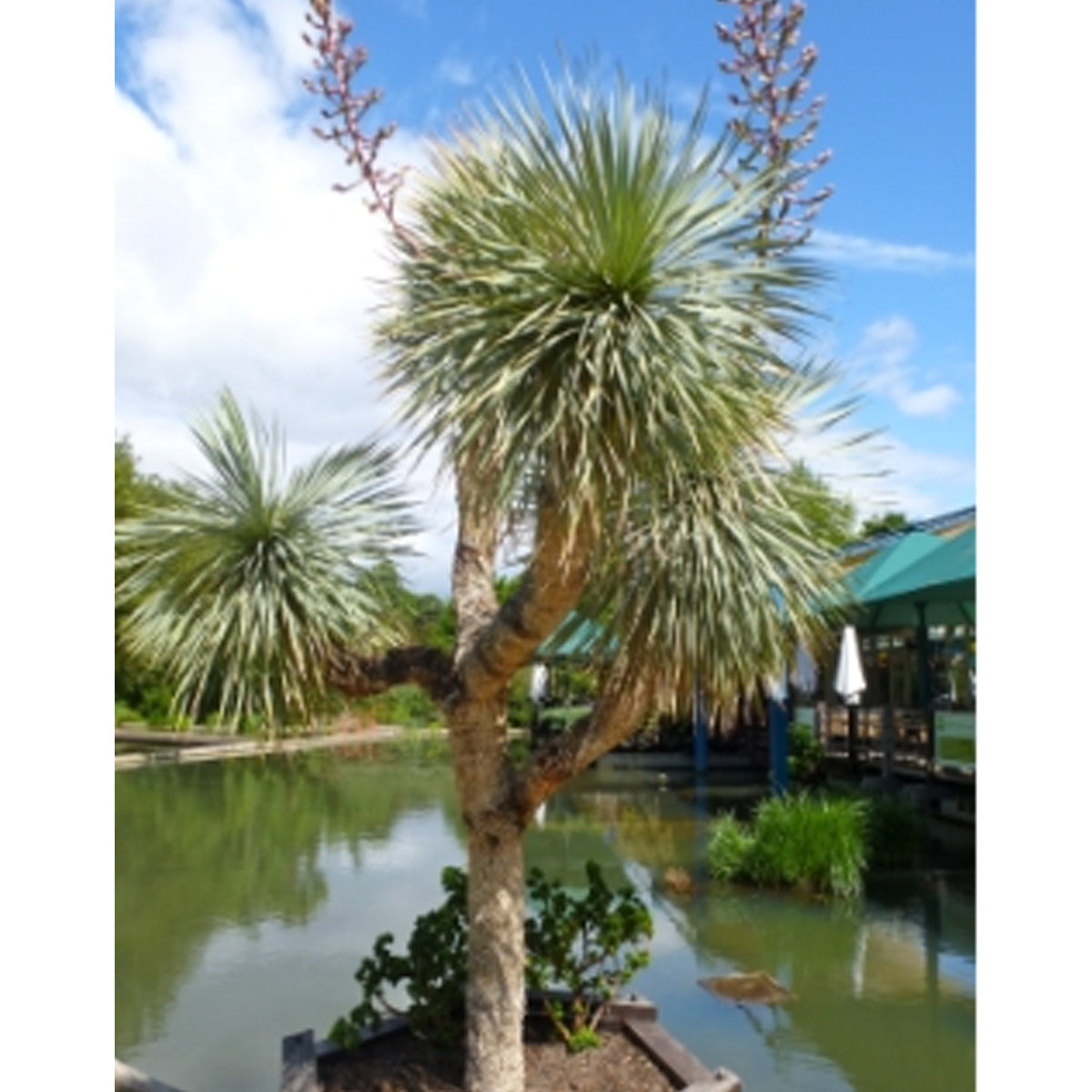 Tropica Blaue Yucca (Yucca Rostrata)