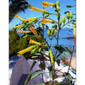 Tropica Blaugrüner Tabak (Nicotiana glauca)
