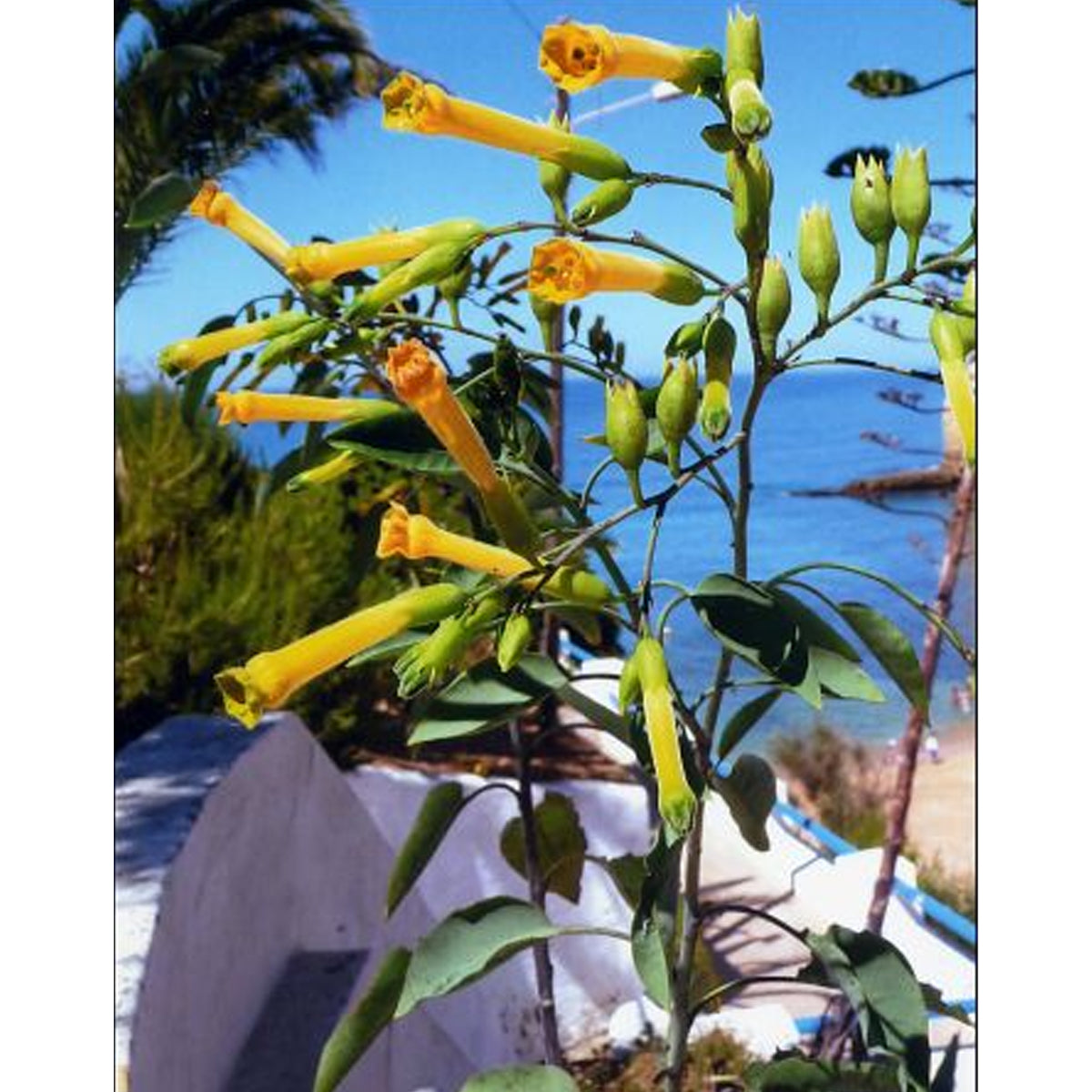 Tropica Blaugrüner Tabak (Nicotiana glauca)