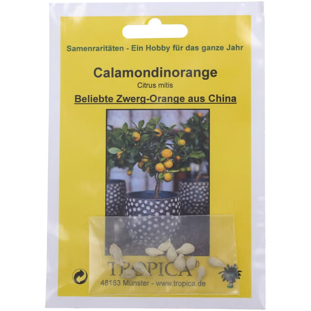 Tropica Calamondin Orange Dwarf Orange Citrus mitis