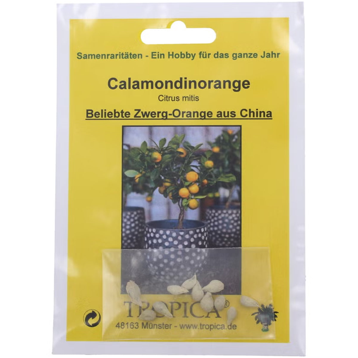 Tropica Calamondin Orange Dwarf Orange Citrus mitis
