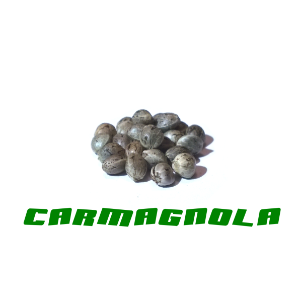 Hanfsamen Carmagnola