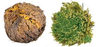 Rose von Jericho