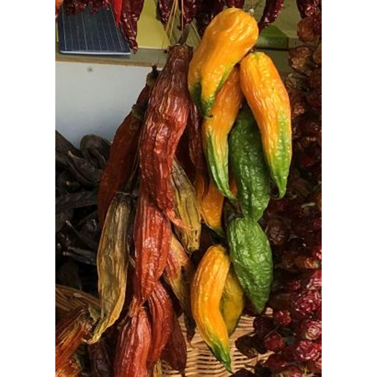 Chili - AJI Amarillo ( Capsicum baccatum )