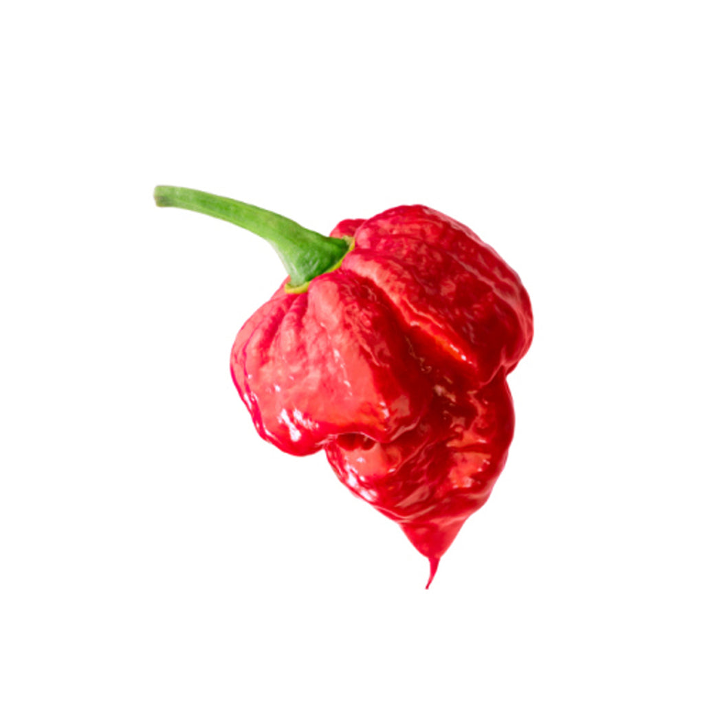 Chili - `Trinidad Moruga Scorpion` (Capsicum Chinensis)