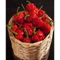 Chili - `Trinidad Moruga Scorpion` (Capsicum Chinensis)