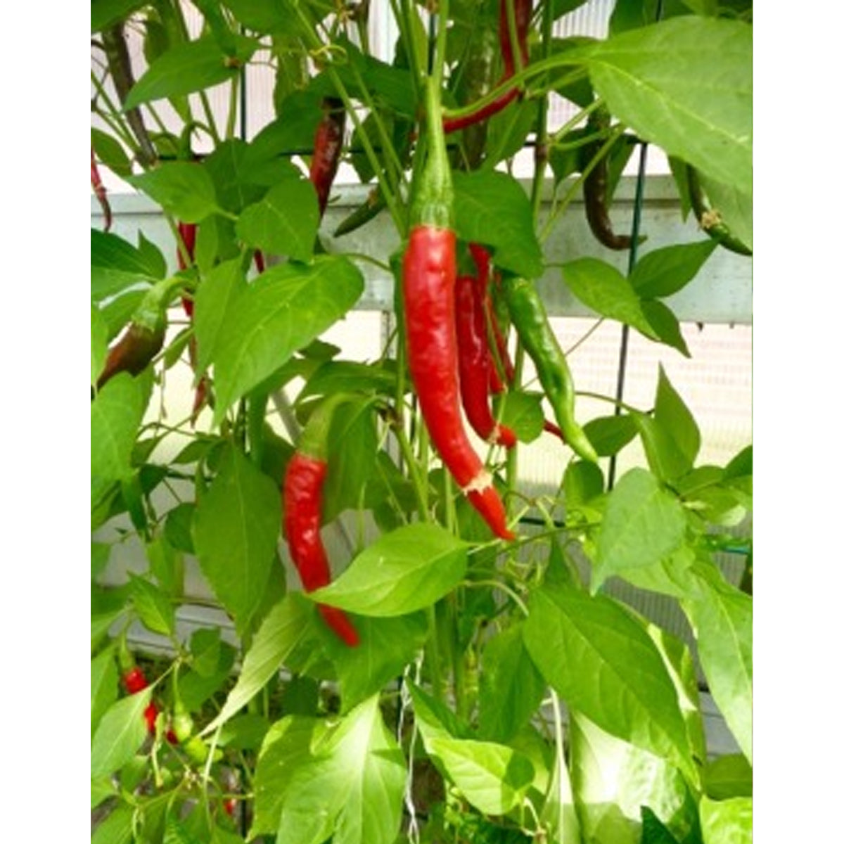 Chili Red Rocket (Capsicum Annum)