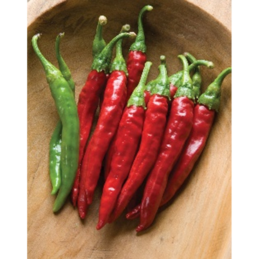 Chili Red Rocket (Capsicum Annum)