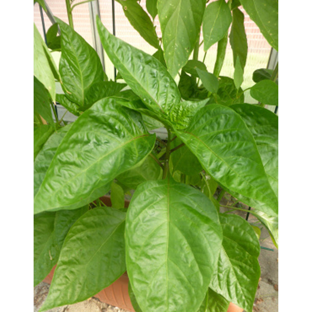 Chili Red Rocket (Capsicum Annum)